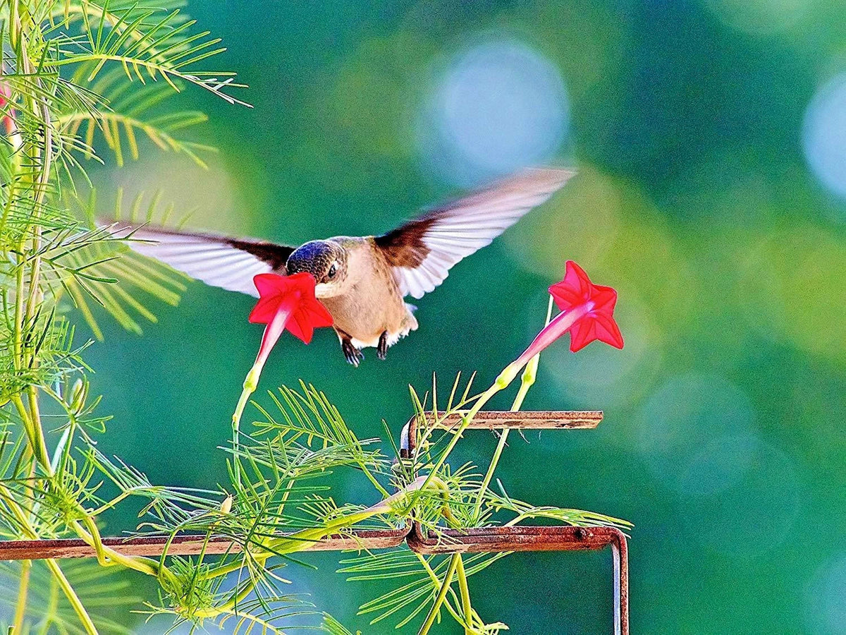 Cypress Vine Flower Seeds - 20+ Pack, Climbing Annual Vine, Ipomoea quamoclit, Vibrant Red Pink White Flowers