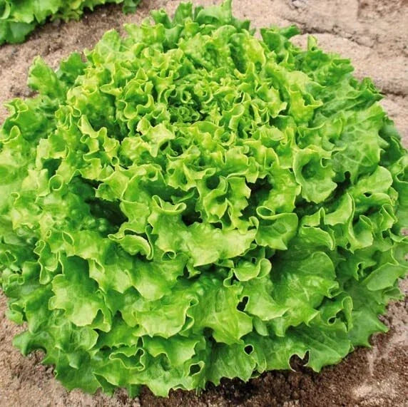 Organic Lettuce Seeds 50 Count, Muir MTO Variety, Non-GMO Heirloom, Lactuca sativa – Perfect for Home Gardening and Containers