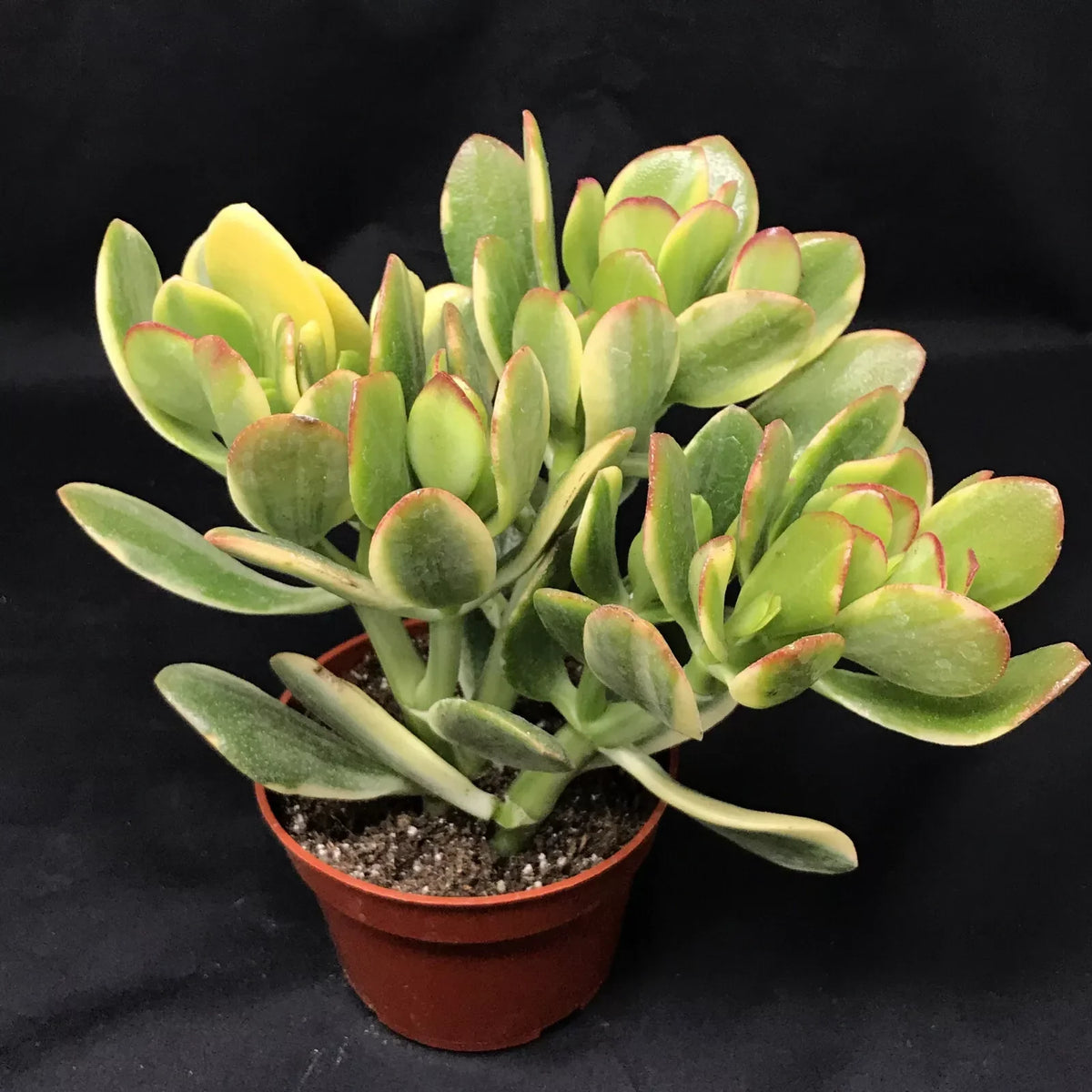 Jade Lemon & Lime Plant Starters, 4-6 Inches, Rooted Cuttings, Crassula Ovata, Indoor/Outdoor Succulent
