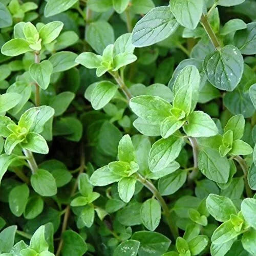Italian Oregano Seeds - 2,000 Non-GMO Heirloom Seeds - Origanum vulgare subsp. hirtum - Culinary Herb for Gardens
