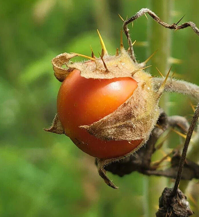 Litchi Tomato Seeds | 25 Seeds | Vila-Vila Variety | Solanum Sisymbriifolium | Ideal for Florida Gardens