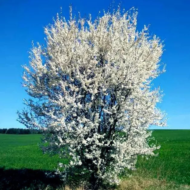 American Plum Tree Seeds - Fast Growing Fruit Plant - Prunus americana - Hardy for Zone 3