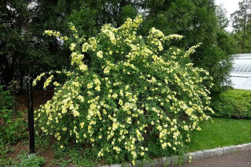 Yellow Manchu Rose Bush Seeds - 50 Seeds - Rosa xanthina - Hardy Perennial Flowering Plant for Garden