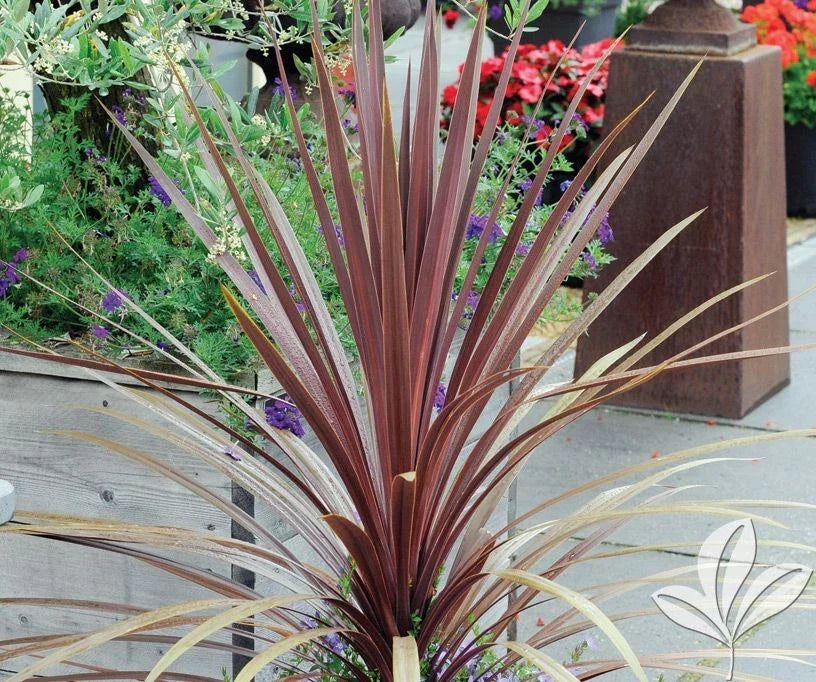 Dracaena Spikes Seeds - 25 Pack - Dracaena marginata - Indoor/Outdoor Plant Seeds for Gardening and Landscaping