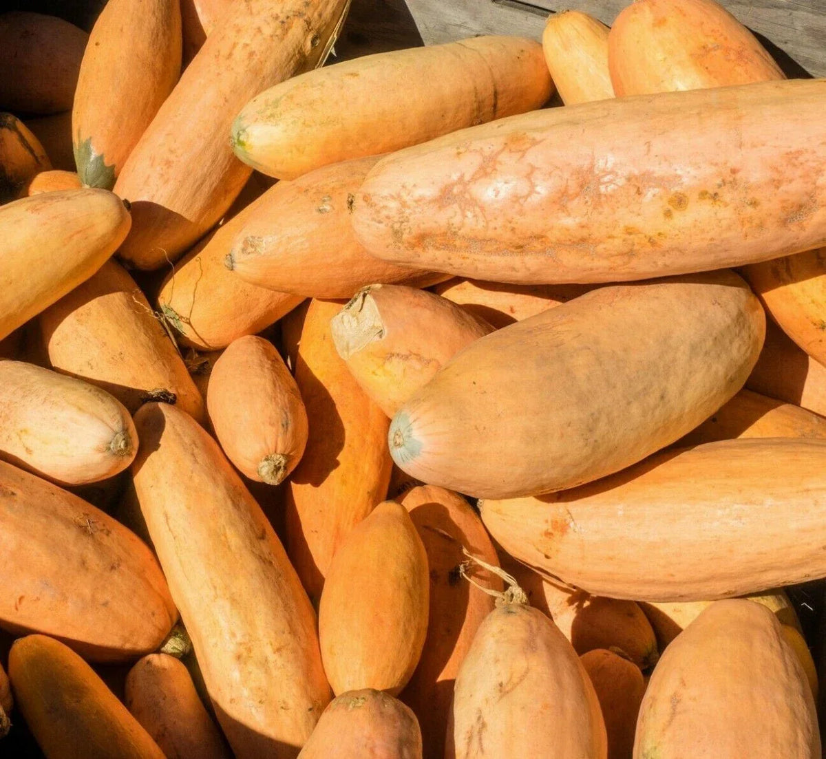 Pink Banana Squash Seeds 15 Ct Non-GMO Cucurbita maxima Winter Vegetable - USA Grown, Easy to Grow for Home Gardeners