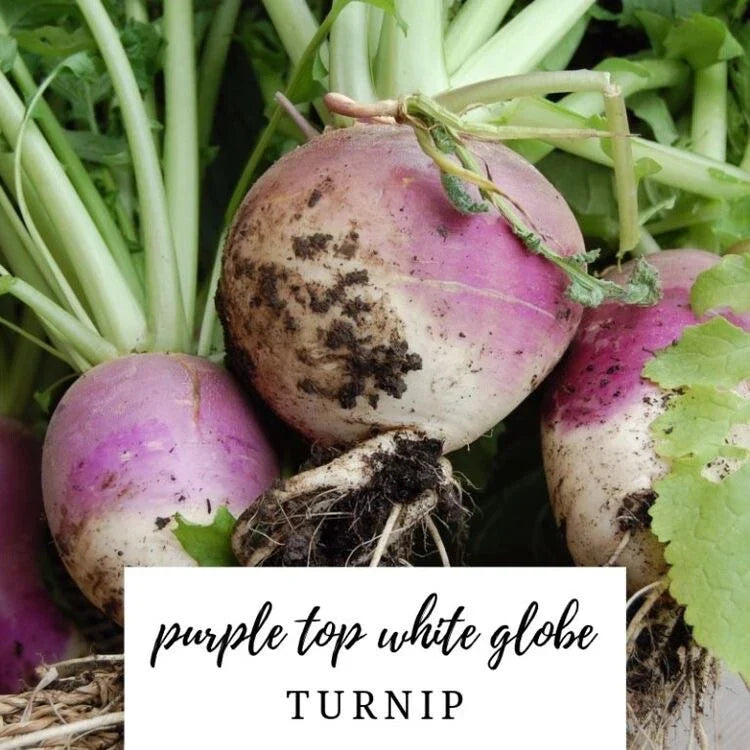 Turnip Seeds - 50 Heirloom Organic NON-GMO Purple Top White Globe - Brassica rapa subsp. rapa - Easy to Grow for Home Garden