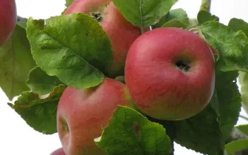 Brabant Bellefleur Apple Seeds - 25+ Pack - Malus domestica - Sweet Flavor - Ideal for Home Gardens - USA Shipping Available