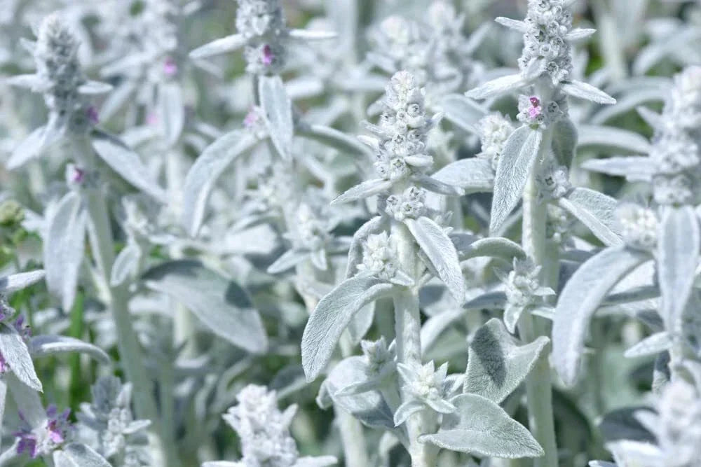 Rabbit Ear Plant Seeds | 30+ Seeds | Unique Ear-Shaped Foliage | Othonna capensis