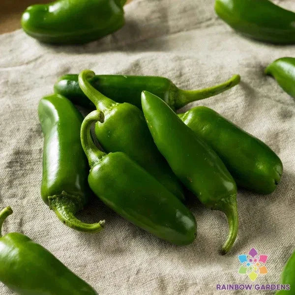 Jalapeno Hot Pepper Seeds - 25+ Pack - Capsicum annuum - USA Grown, Ideal for Home Gardening and Container Planting