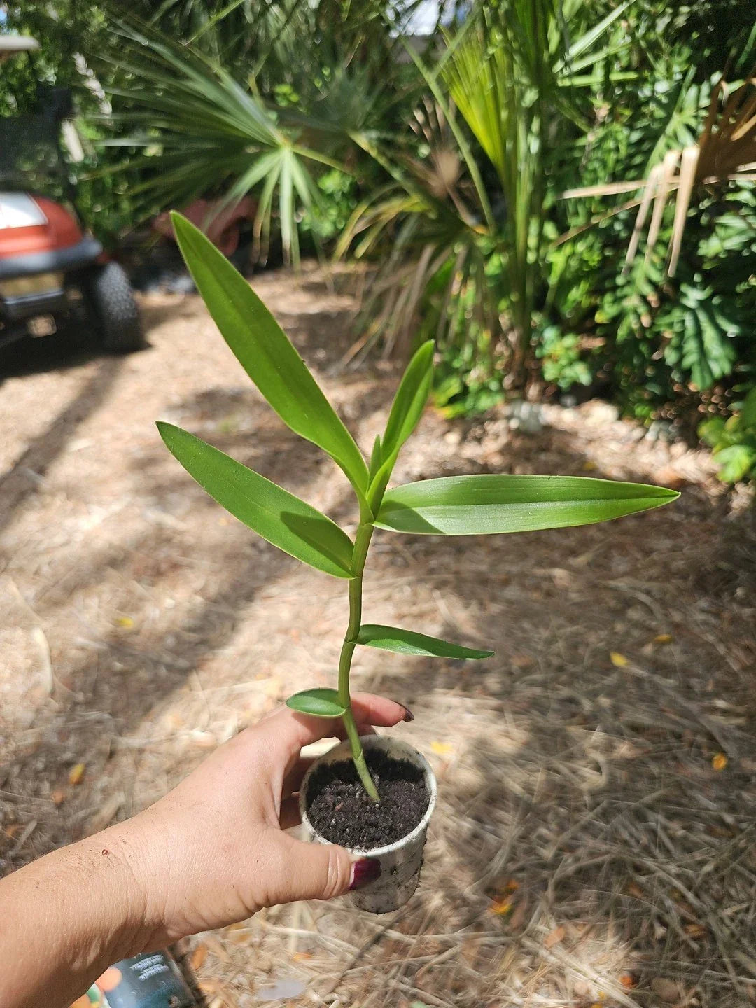 Epidendrum radicans Orchid Plant - Orange Dschungle Dancing Lady - Reed Stem - Blooming Houseplant - Starter Plant
