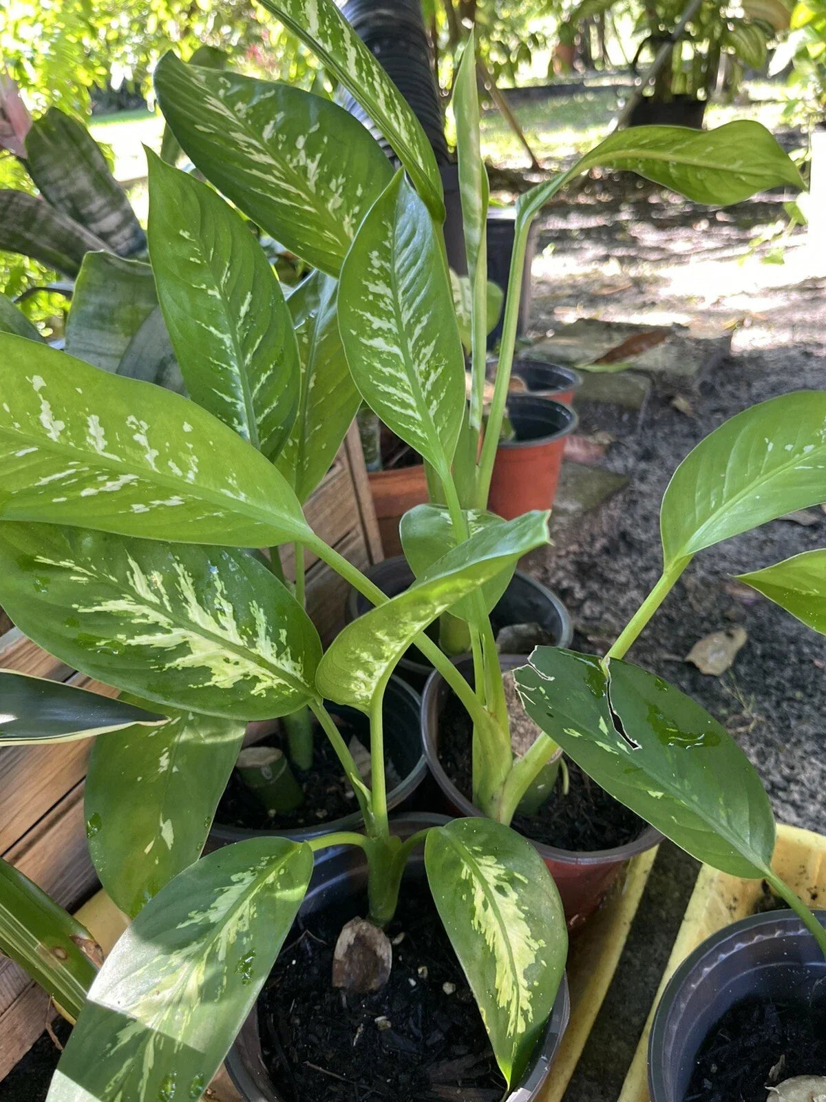Dieffenbachia Plant Starter - Tropical Snow Variety - Easy Care Dumb Cane - Dieffenbachia spp. - Rooted & Ready for Potting