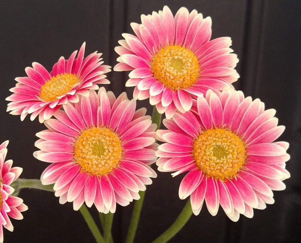 Gerbera Daisy Seeds - 200+ Pink & White Varieties - Gerbera jamesonii - Easy to Grow for Garden Planting - USA