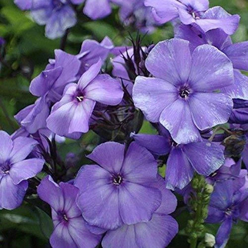 Phlox Seeds | 100 Count | Beauty Blue | Non-GMO Garden Flower Seeds | Phlox divaricata