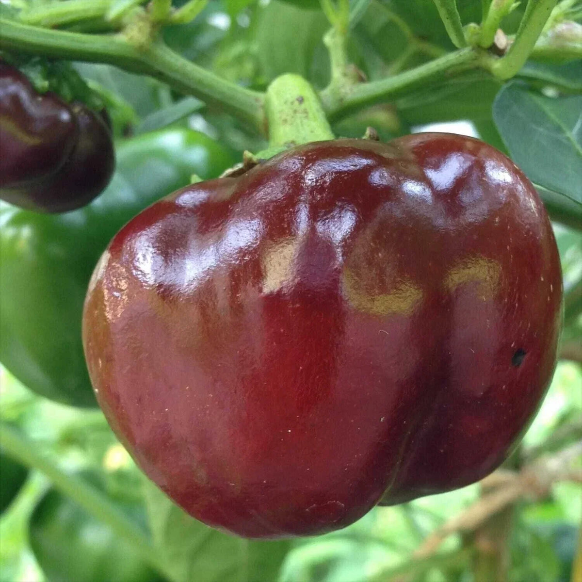 Chocolate Beauty Bell Pepper Seeds - 30+ Non-GMO Heirloom - Capsicum annuum - USA Grown, Sweet Flavor for Your Garden