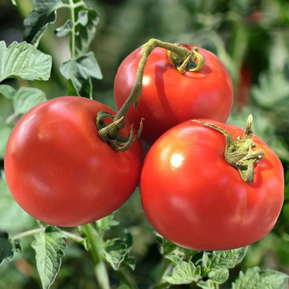 Homestead Tomato Seeds - Heirloom, Organic, Non-GMO, Drought Resistant - Solanum lycopersicum - 120+ Premium Seeds for Gardening