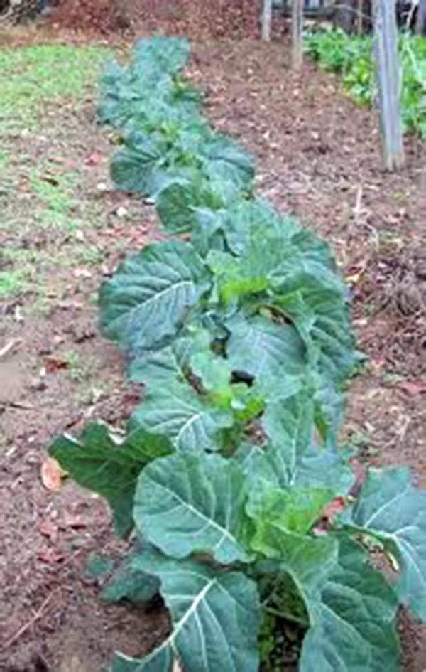 Collard Green Seeds - Heirloom Champion Variety, Non-GMO, 50+ Seeds, Brassica oleracea var. viridis, Nutrient-Rich Greens
