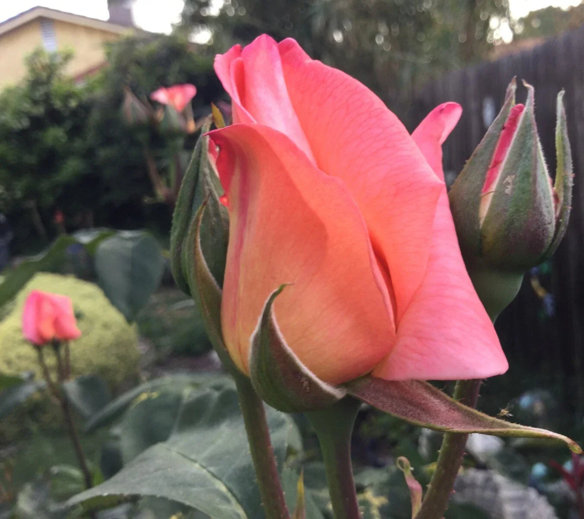 Apricot Rose Cuttings 3 Stems for Rooting/Grafting - Rosa 'Apricot' - Vibrant, Fragrant Garden Plants