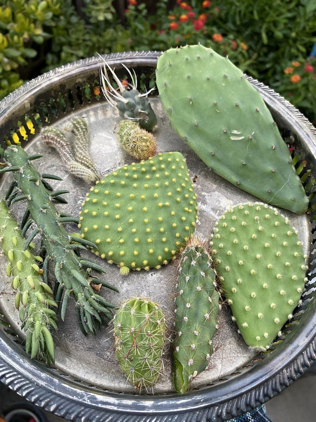 Cactus Cuttings Bundle - Lot of 10 Varieties - Assorted Species for Gardening and Decor - Cactaceae