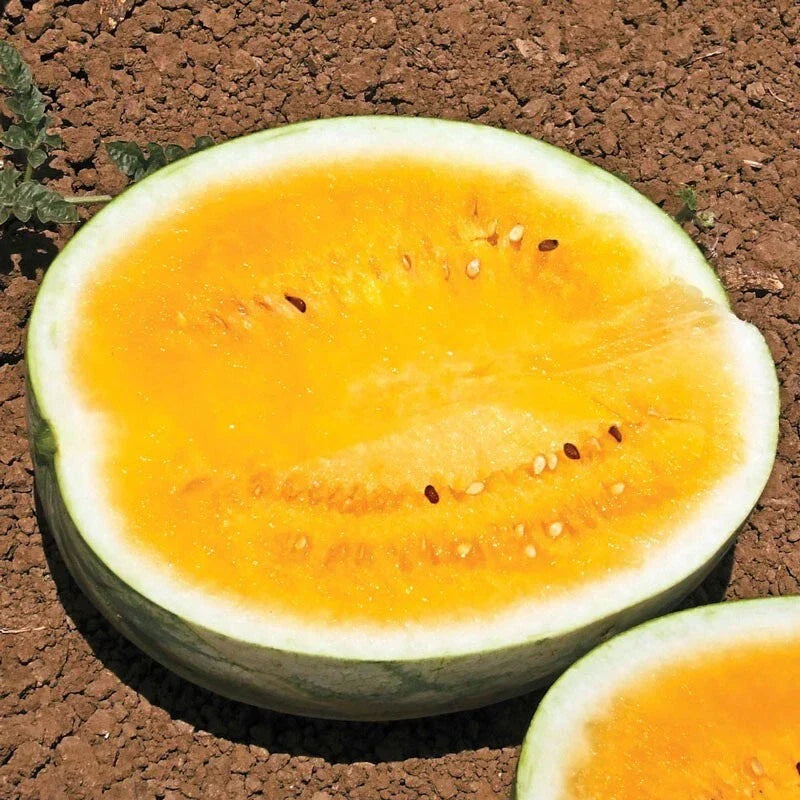 Mountain Sweet Watermelon Seeds - 10 Heirloom Organic Non-GMO Seeds - Citrullus lanatus - Rare Variety for Home Gardens