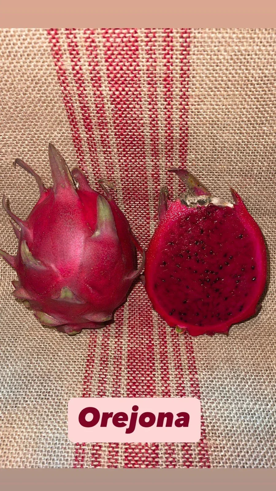 Mature Cuttings Dragon Fruit Orejona - Hylocereus undatus - Tropical Fruit Plant Starter for Home Garden
