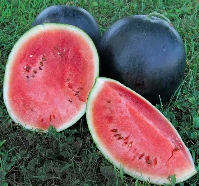 Black Diamond Watermelon Seeds 20 Ct Non-GMO Citrullus lanatus Sweet Juicy Melon 30-50 lbs for Home Gardens