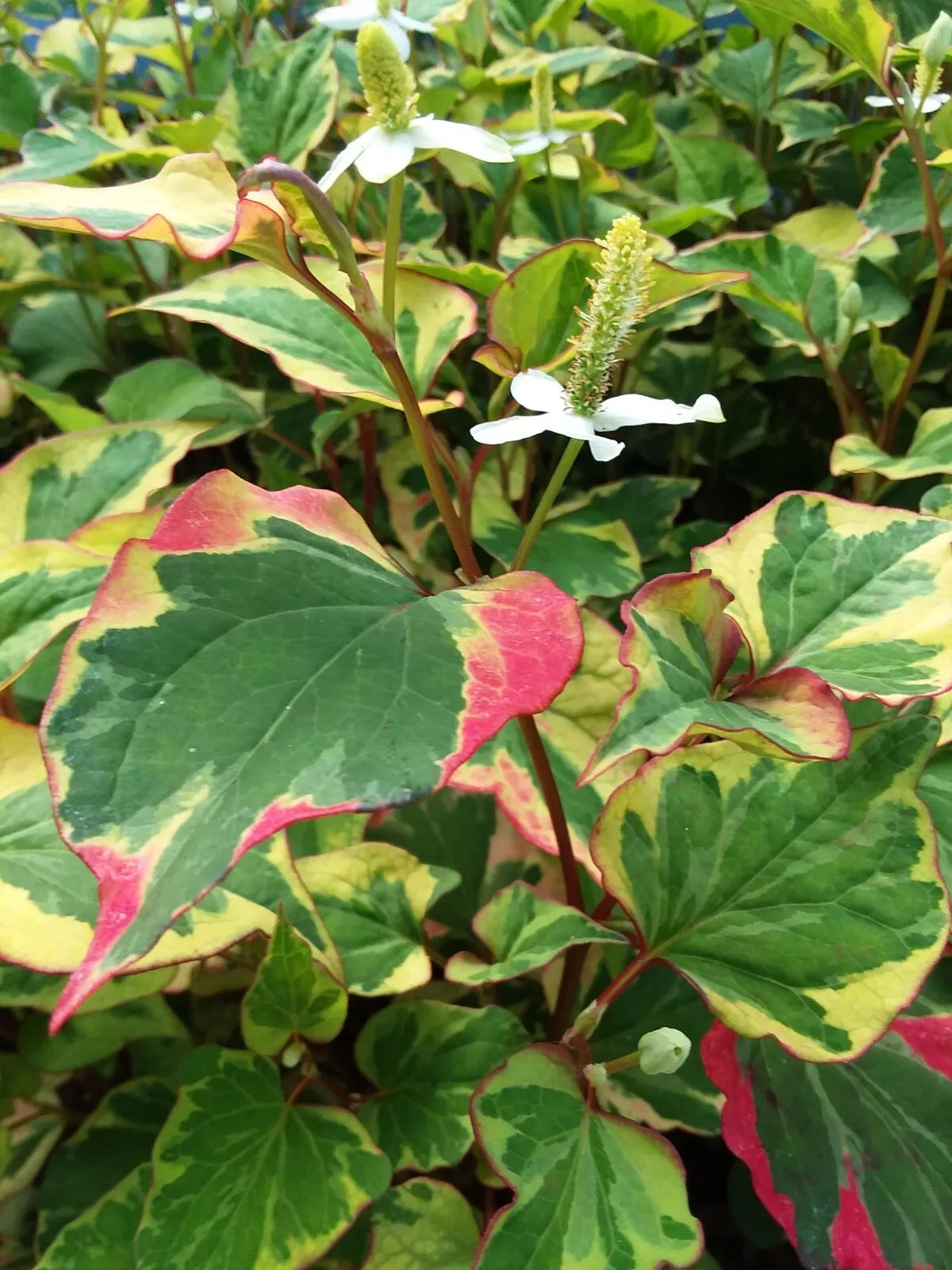 15 Live Houttuynia Cordata "Chameleon" Marginal Pond Plants - Perennial for Edges & Borders - USA Sourced