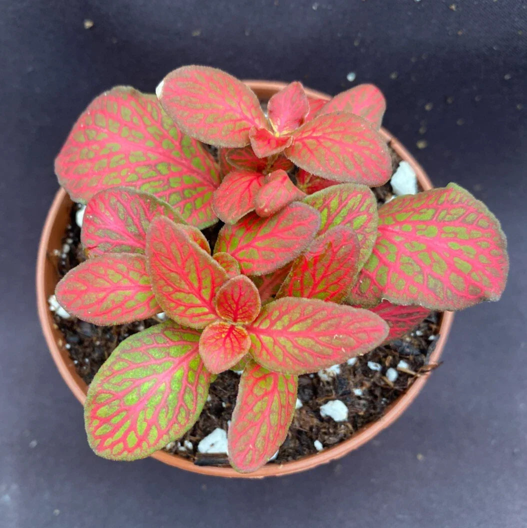 Fittonia Red Flame Plant 3" Pot | Colorful Low-Growing Foliage | Fittonia albivenis | Indoor Houseplant