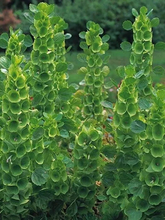 Bells of Ireland Seeds 35 Pack - Moluccella laevis - Unique Green Flowering Annual for Garden Decor
