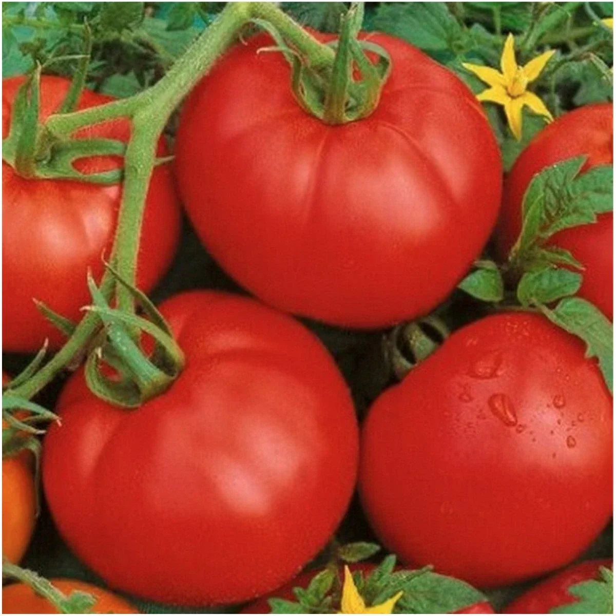 Ace 55 Tomato Seeds - 25 Count - Low-Acid Variety - Solanum lycopersicum - Ideal for Fresh Eating and Canning