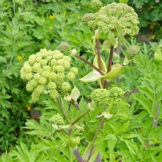 Angelica Holy Ghost Seeds - 100 Non-GMO Culinary Herb - Fragrant Licorice - Angelica archangelica