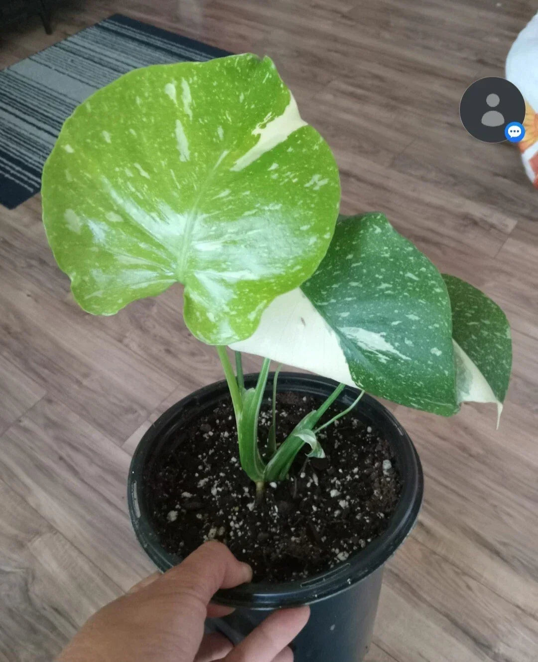 Monstera Thai Constellation Live Plant, Variegated in Gallon Pot, Monstera Deliciosa Variegata, Indoor Houseplant