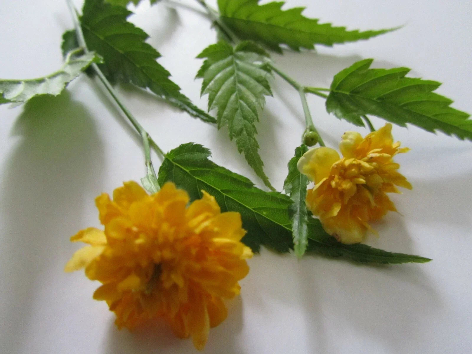 Double Flowering Japanese Rose Cuttings, 7+ Jew's Mantle Cuttings, Kerria japonica, Bright Yellow Blooms for Planting