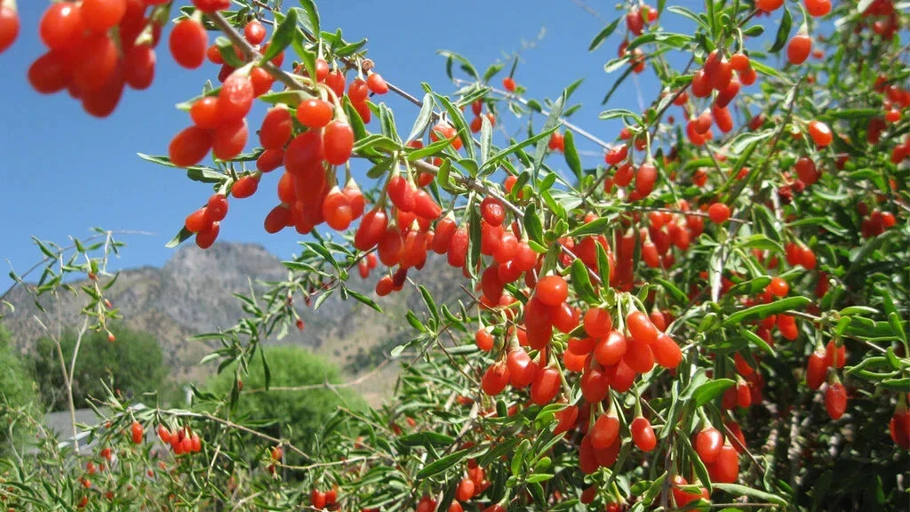 Goji Berry Cuttings 10 Thin Rooting Sticks Lycium barbarum Superfood Fruiting Bush, Nutrient-Rich Wolfberry Plant