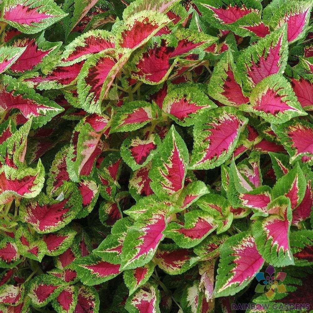 25+ Premium Coleus Seeds, Sun Watermelon Variety, Solenostemon scutellarioides, Vibrant Foliage for Garden, Free Shipping