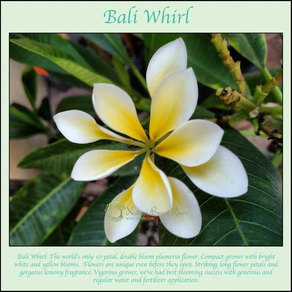 Rooted Plumeria Plant Cutting - Bali Whirl 10-Petal - Fragrant Flower - Plumeria obtusa - Easy Care Tropical Plant