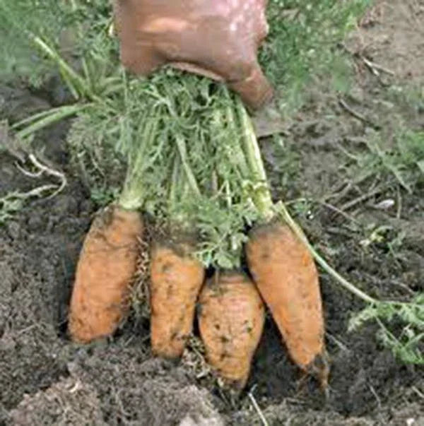 Carrot Seeds - 50+ Non-GMO Danvers Half Long Heirloom - Organic Vegetable Gardening - Daucus carota