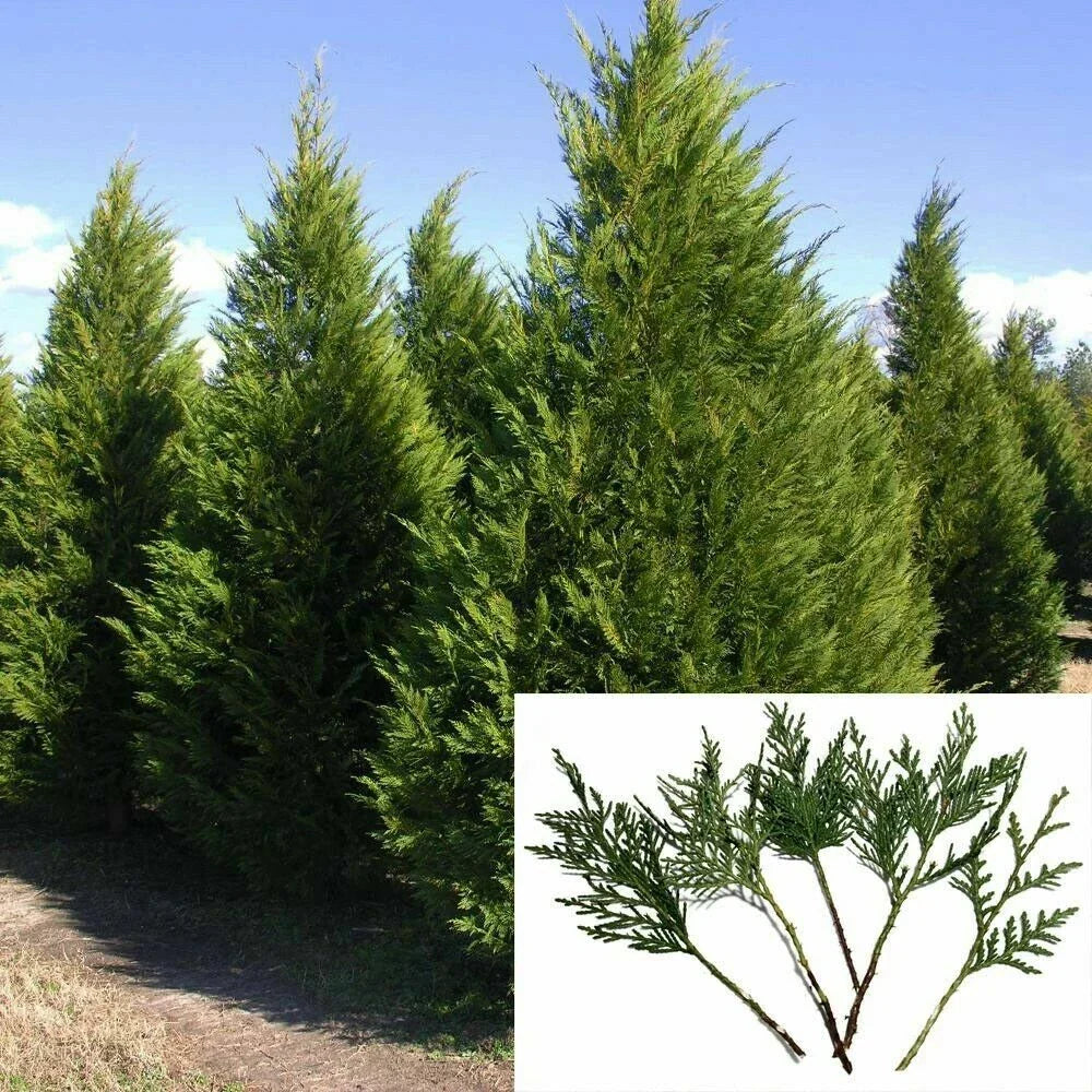 Fresh Leyland Cypress Cuttings 7-8" | Fast Growing Privacy Screen | Chamaecyparis x leylandii | 50 Count Set
