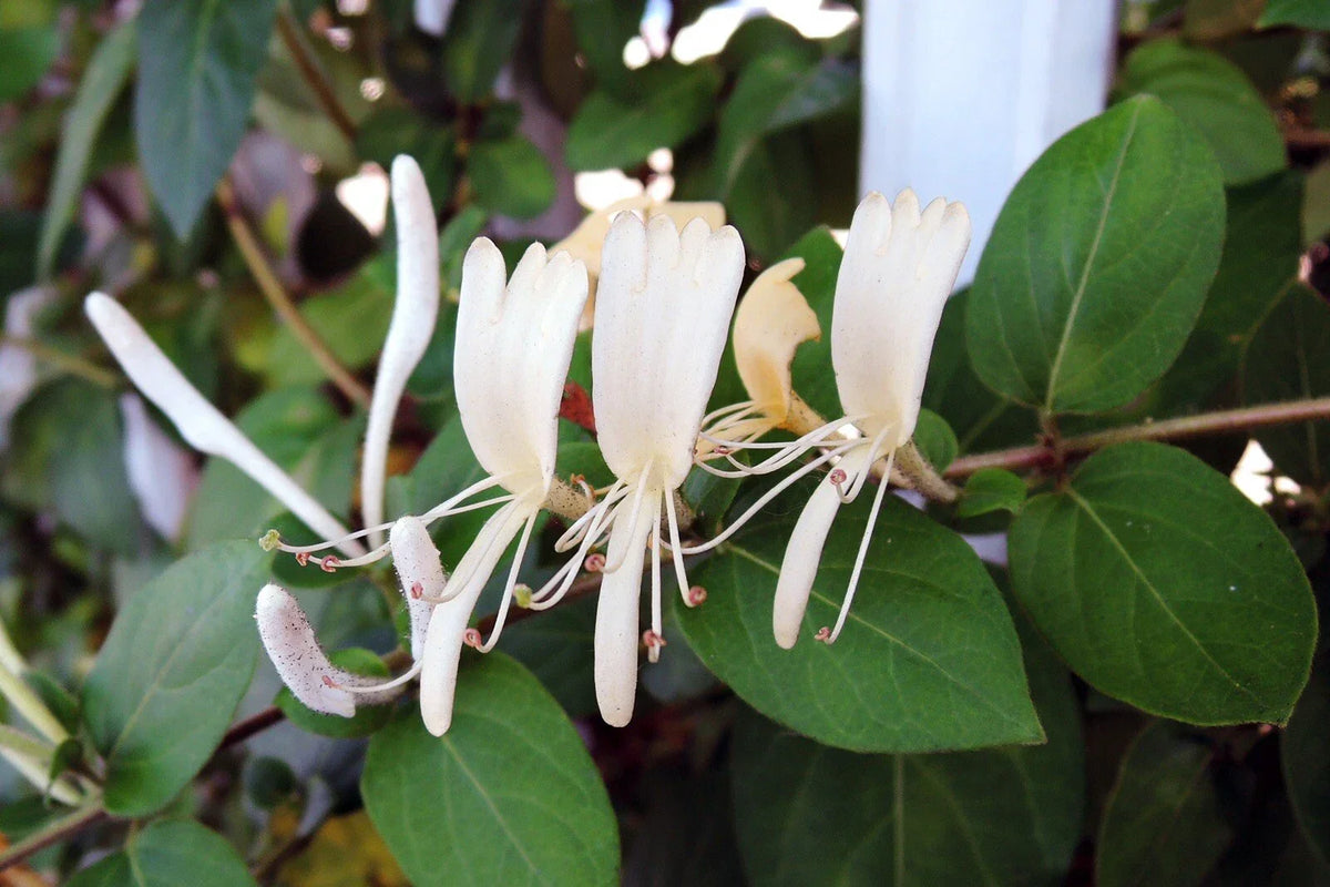 Honeysuckle Cuttings 10 Pack | Hall's Honeysuckle | Lonicera japonica | Unrooted Vines with White & Yellow Flowers