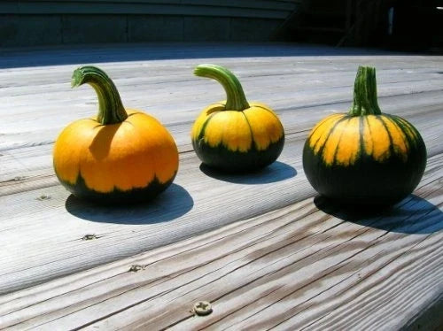 Pumpkin Seeds - 25 Count - Batwing Mix Heirloom - Cucurbita pepo - Non-GMO, High Germination for Vibrant Harvests