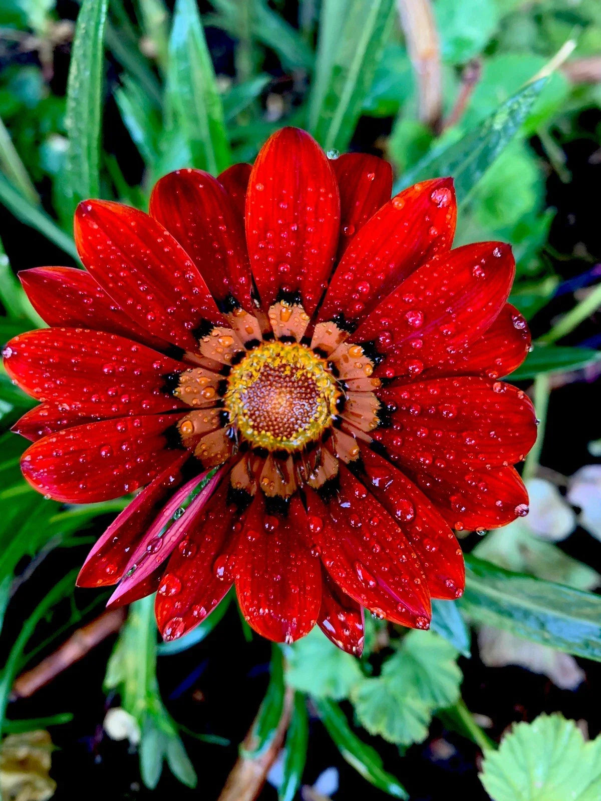 Potted Gazania Rigens Plant, Red Color, Hardy Perennial Flower, Drought-Tolerant Garden Decor