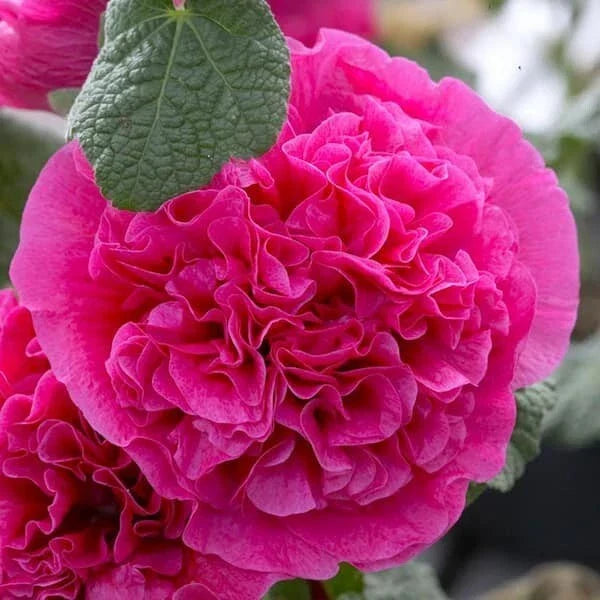 25 Double Bright Pink Hollyhock Seeds - Perennial Flower Seeds - Alcea rosea - Attracts Pollinators - Easy to Grow