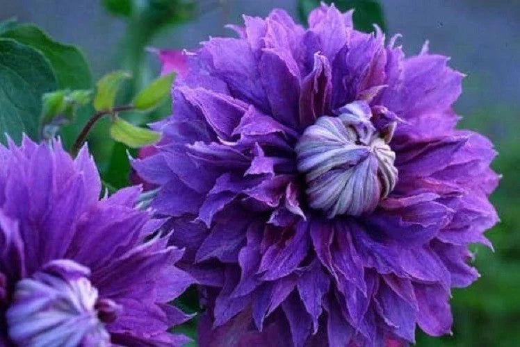 25 Double Purple Clematis Seeds | Perennial Flower Seeds | Clematis × jackmanii | Attracts Pollinators, Easy to Grow