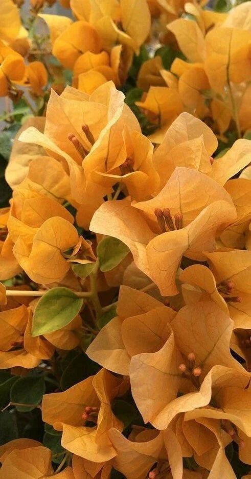 Topaz Gold Bougainvillea Live Plug Plant | Vibrant Yellow Flowers | Bougainvillea glabra | USA Seller