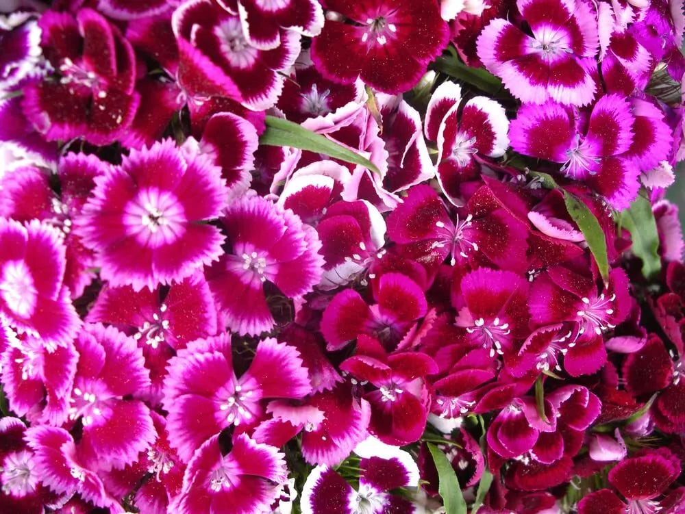 Sweet William Flower Seeds, 1,000+ Count, Single Mix, Dianthus barbatus, Vibrant Old Fashioned Blooms