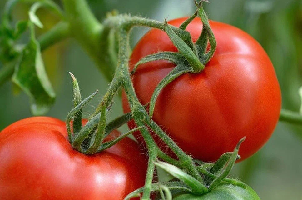 Manitoba Tomato Seeds - NON-GMO Prairie Tomato for Cool Climates, Solanum lycopersicum, Pack of 50 Seeds