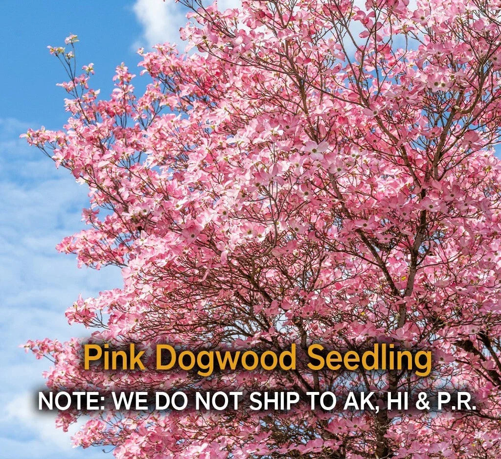 Pink Dogwood Tree 2.5" Pot, Hardy Flowering Tree, Pink Blooms, Cornus florida, Ideal for Gardens