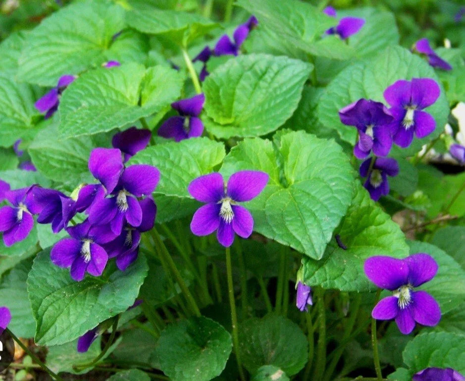 Purple Wild Violets Flower Bulbs - 15 Bare Root Perennial Native Wildflower - Viola sororia - Drought-Tolerant Ground Cover