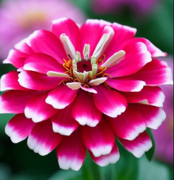 Zinnia Seeds 100 Pack Bi-Color Pink & White Non-GMO - Attracts Butterflies & Hummingbirds - Zinnia elegans