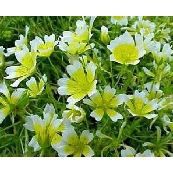 Poached Egg Plant Seeds - 130 Seeds - Limnanthes douglasii - Meadow Foam - Pollinator-Friendly Garden Flowers