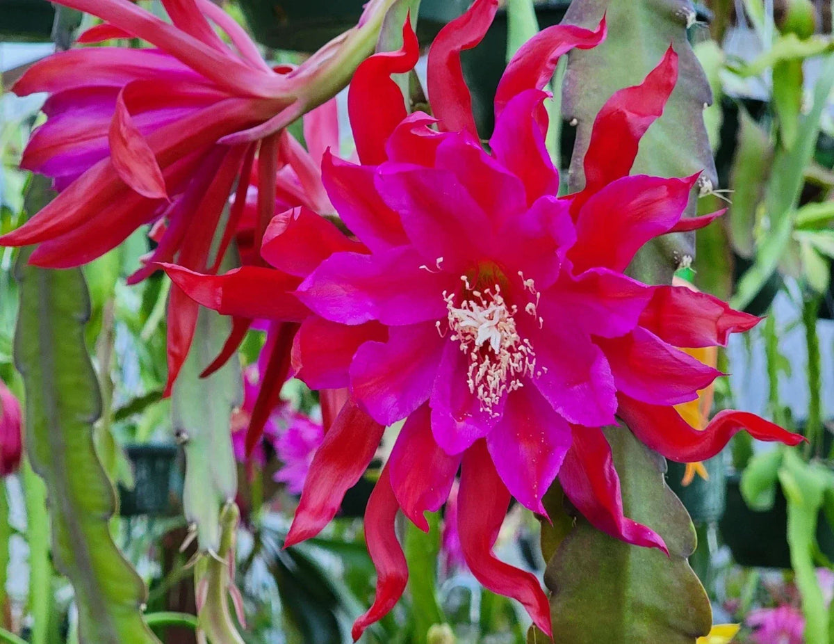 Unrooted Cutting - Epiphyllum 'Foxy Lady' - Rare Orchid Cactus - Unique Tropical Houseplant - Exotic Succulent Variety
